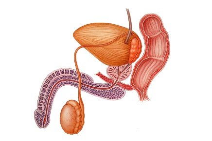 Comment se déroule une chirurgie de l’urètre ?